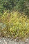 Dusky Willow on Chetco River gravel bar