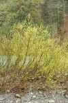 Dusky Willow on Chetco River gravel bar