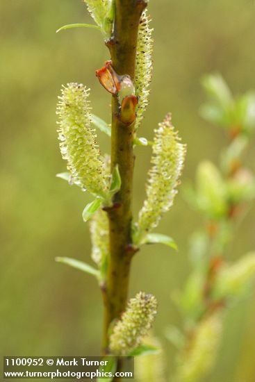 Salix melanopsis