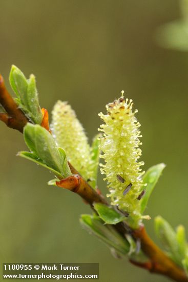 Salix melanopsis