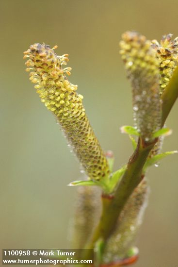 Salix melanopsis
