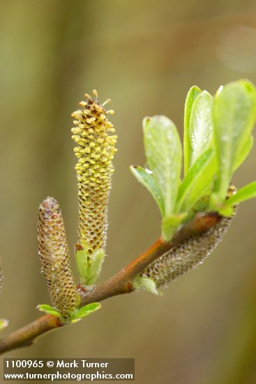 Salix melanopsis