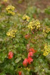 Wavyleaf Barberry
