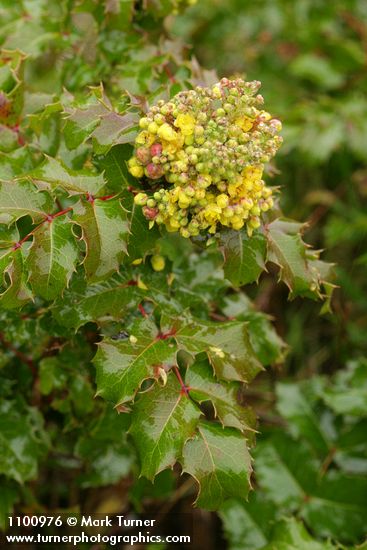 Berberis pinnata (Mahonia pinnata)