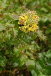 Wavyleaf Barberry