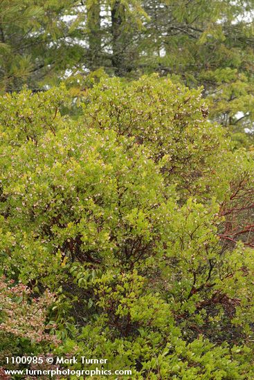 Arctostaphylos stanfordiana