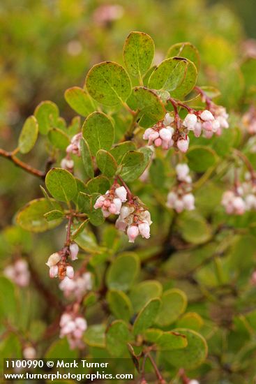 Arctostaphylos stanfordiana