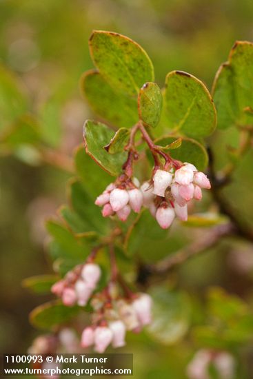 Arctostaphylos stanfordiana