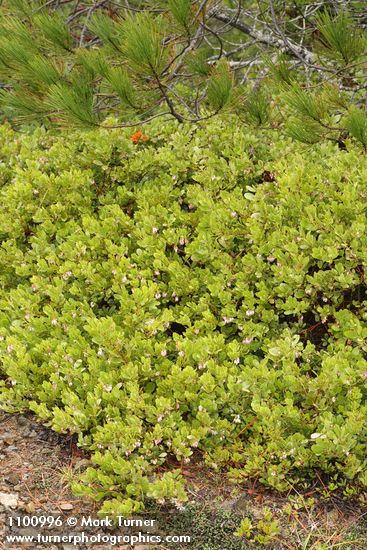 Arctostaphylos hookeri