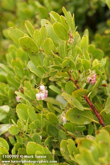 Arctostaphylos hookeri