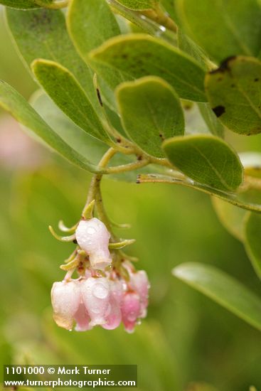 Arctostaphylos hookeri