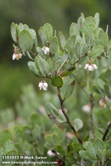 Arctostaphylos nortensis