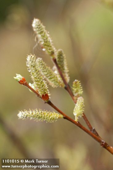 Salix delnortensis
