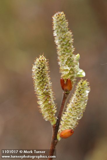 Salix delnortensis