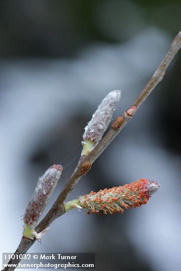 Salix delnortensis