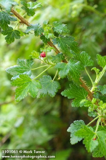 Ribes menziesii