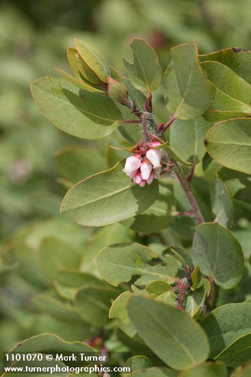 Arctostaphylos bakeri