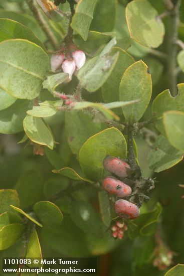 Arctostaphylos bakeri