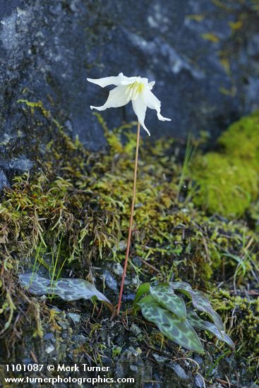 Erythronium citrinum