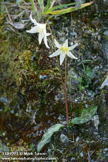 Erythronium citrinum