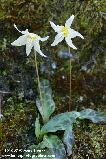 Erythronium citrinum