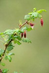 Canyon Gooseberry blossoms & foliage