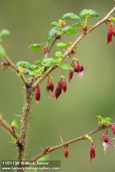 Ribes menziesii