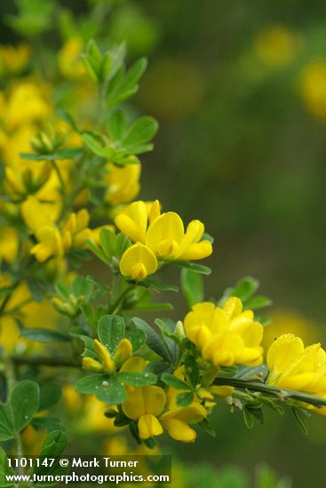 Genista monspessulana