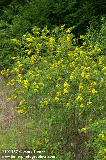 Genista monspessulana