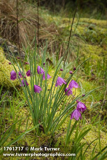 Olsynium douglasii