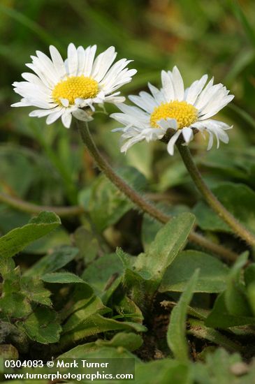 Bellis perennis