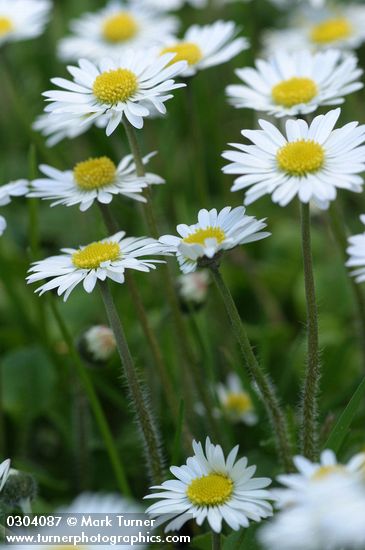 Bellis perennis
