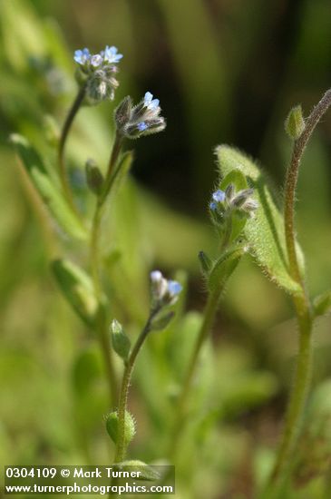 Myosotis stricta (M. micrantha)