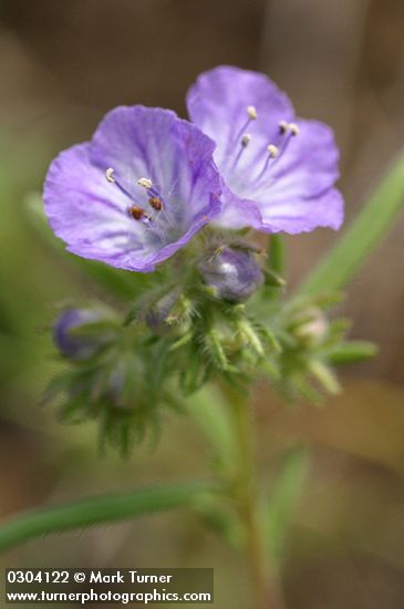 Phacelia linearis