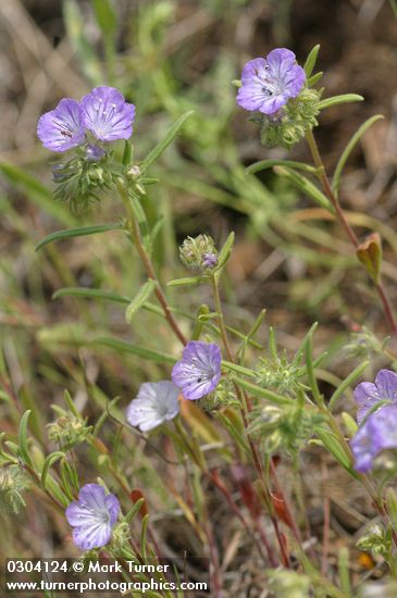 Phacelia linearis