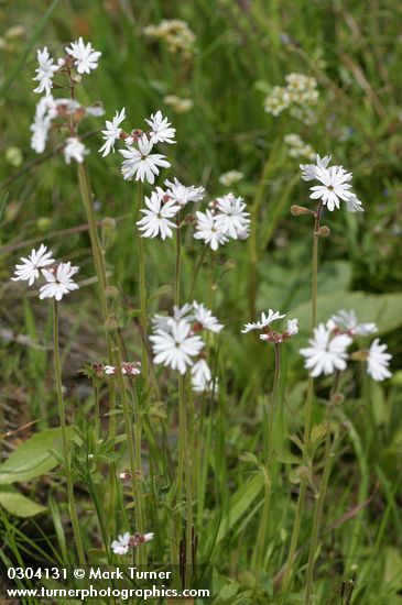 Lithophragma parviflorum