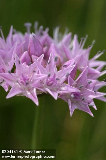 Allium douglasii