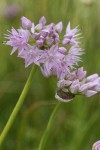 Douglas' Onion blossoms