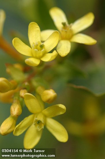 Ribes aureum
