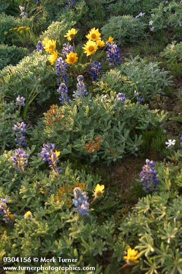 Balsamorhiza hookeri; Lupinus lepidus