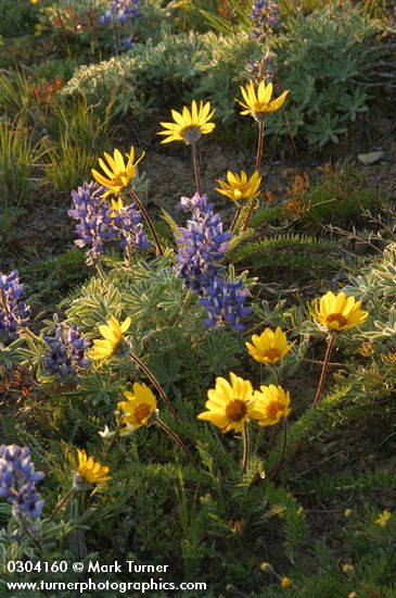 Balsamorhiza hookeri; Lupinus lepidus