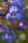 Sand-dune Penstemon blossoms detail