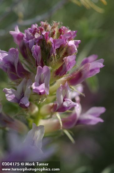 Astragalus succumbens