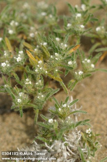 Cryptantha circumscissa