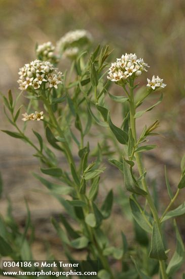 Comandra umbellata ssp. pallida