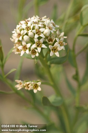 Comandra umbellata ssp. pallida