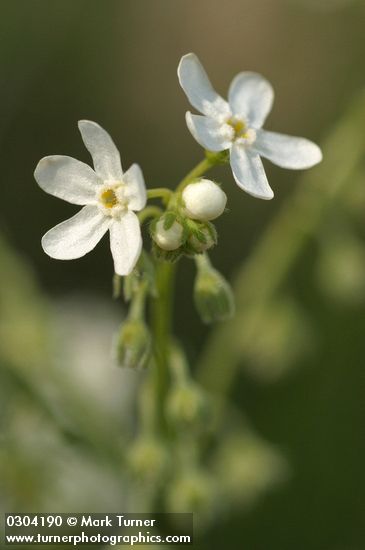 Hackelia diffusa var. arida