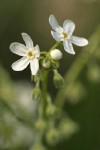Sagebrush Stickseed blossoms detail