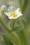Gray Cryptantha blossom extreme detail