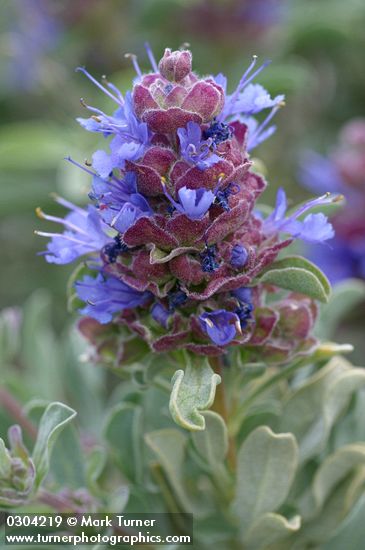 Salvia dorrii